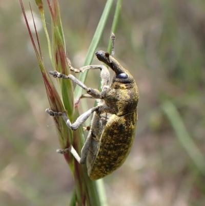 Larinus latus (Onopordum seed weevil) at Cook, ACT - 9 Nov 2022 by CathB