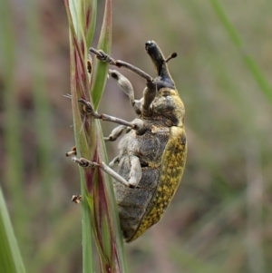 Larinus latus at Cook, ACT - 9 Nov 2022