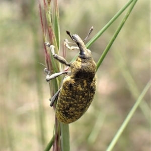 Larinus latus at Cook, ACT - 9 Nov 2022 01:12 PM