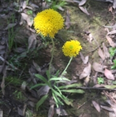 Ammobium craspedioides at Burrinjuck, NSW - 12 Nov 2022 10:31 AM