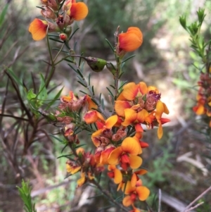 Dillwynia sericea at Burrinjuck, NSW - 12 Nov 2022 12:01 PM