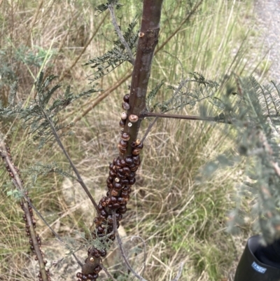 Cryptes baccatus (Wattle Tick Scale) at Wamboin, NSW - 13 Nov 2022 by davidmcdonald