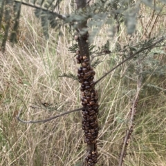 Cryptes baccatus at Wamboin, NSW - 13 Nov 2022