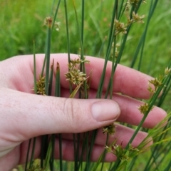 Juncus subsecundus (Finger Rush) at Bungendore, NSW - 13 Nov 2022 by clarehoneydove