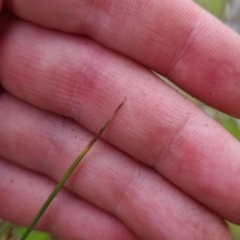 Juncus subsecundus at Bungendore, NSW - 13 Nov 2022