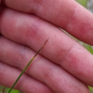 Juncus subsecundus at Bungendore, NSW - 13 Nov 2022