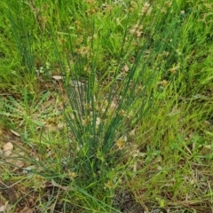 Juncus subsecundus at Bungendore, NSW - 13 Nov 2022