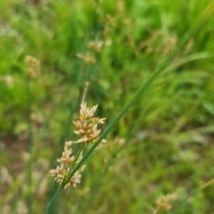 Juncus subsecundus at Bungendore, NSW - 13 Nov 2022 03:45 PM