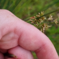 Juncus subsecundus at Bungendore, NSW - 13 Nov 2022