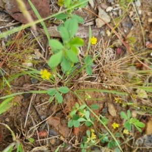 Trifolium dubium at Bungendore, NSW - 13 Nov 2022 03:27 PM