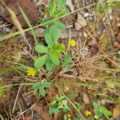 Trifolium dubium at Bungendore, NSW - 13 Nov 2022