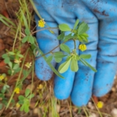 Trifolium dubium at Bungendore, NSW - 13 Nov 2022