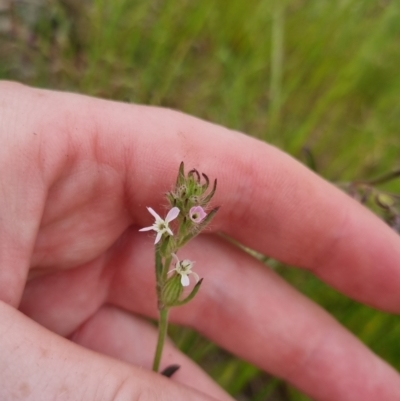 Silene gallica var. gallica (French Catchfly) at Bungendore, NSW - 13 Nov 2022 by clarehoneydove