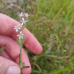 Silene gallica var. gallica at Bungendore, NSW - 13 Nov 2022