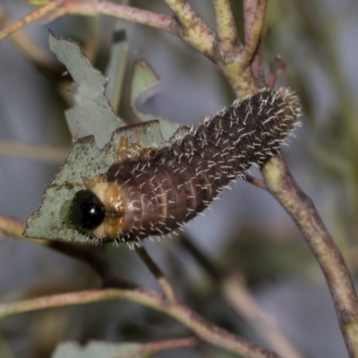 Perginae sp. (subfamily) (Unidentified pergine sawfly) at Acton, ACT - 12 Nov 2022 by AlisonMilton