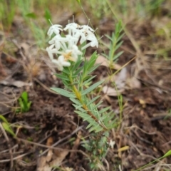 Pimelea linifolia subsp. caesia (Slender Rice Flower) at Bungendore, NSW - 13 Nov 2022 by clarehoneydove