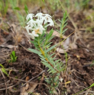 Pimelea linifolia subsp. caesia (Slender Rice Flower) at Bungendore, NSW - 13 Nov 2022 by clarehoneydove