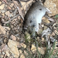 Rattus rattus (Black Rat) at Cotter River, ACT - 12 Nov 2022 by chromo