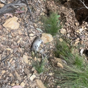 Rattus rattus at Cotter River, ACT - 12 Nov 2022 03:30 PM