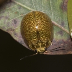 Paropsisterna cloelia (Eucalyptus variegated beetle) at Acton, ACT - 11 Nov 2022 by AlisonMilton