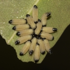 Paropsisterna cloelia at Acton, ACT - 12 Nov 2022