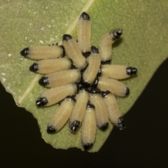 Paropsisterna cloelia at Acton, ACT - 12 Nov 2022 10:01 AM