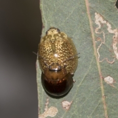 Paropsisterna cloelia (Eucalyptus variegated beetle) at Acton, ACT - 12 Nov 2022 by AlisonMilton