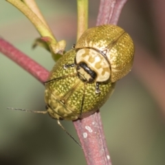 Paropsisterna cloelia at Acton, ACT - 12 Nov 2022