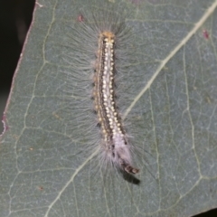 Uraba lugens (Gumleaf Skeletonizer) at Acton, ACT - 12 Nov 2022 by AlisonMilton