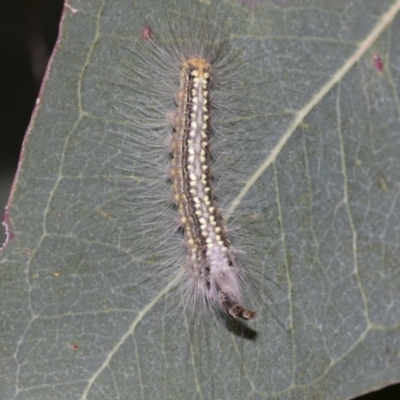 Uraba lugens (Gumleaf Skeletonizer) at Acton, ACT - 12 Nov 2022 by AlisonMilton