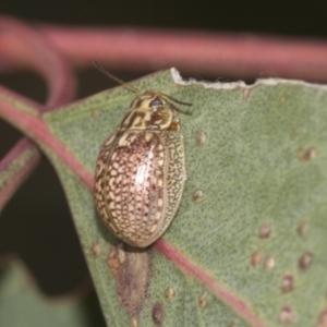 Paropsisterna decolorata at Acton, ACT - 12 Nov 2022 04:01 PM