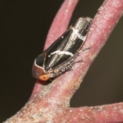 Eurymeloides bicincta (Gumtree hopper) at Acton, ACT - 12 Nov 2022 by AlisonMilton