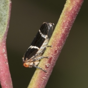 Eurymeloides bicincta at Acton, ACT - 12 Nov 2022