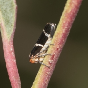 Eurymeloides bicincta at Acton, ACT - 12 Nov 2022