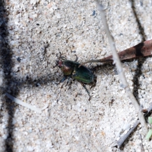 Lamprima aurata at Paddys River, ACT - 5 Jan 2021 03:14 PM