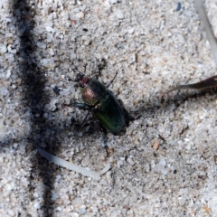 Lamprima aurata at Paddys River, ACT - 5 Jan 2021 03:14 PM