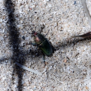 Lamprima aurata at Paddys River, ACT - 5 Jan 2021