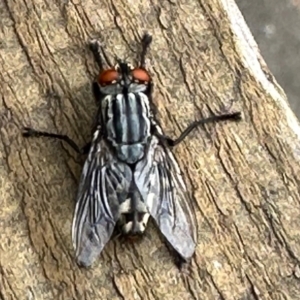 Sarcophaga sp. (genus) at Aranda, ACT - 13 Nov 2022