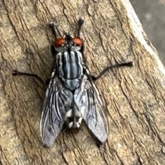 Sarcophaga sp. (genus) (Flesh fly) at Aranda, ACT - 13 Nov 2022 by KMcCue