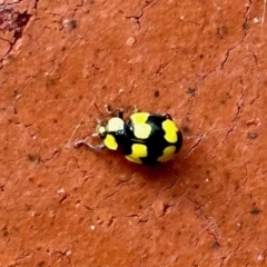 Illeis galbula (Fungus-eating Ladybird) at Aranda, ACT - 13 Nov 2022 by KMcCue