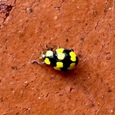 Illeis galbula (Fungus-eating Ladybird) at Aranda, ACT - 13 Nov 2022 by KMcCue