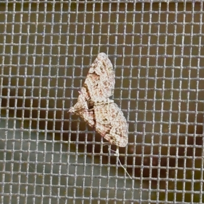 Phrissogonus laticostata (Apple looper moth) at Aranda, ACT - 13 Nov 2022 by KMcCue