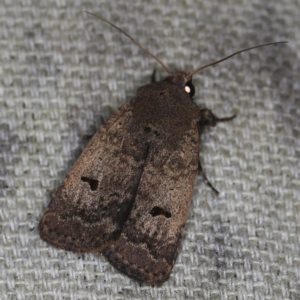 Proteuxoa hypochalchis at O'Connor, ACT - 6 Nov 2022