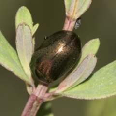 Chrysolina quadrigemina (Greater St Johns Wort beetle) at Acton, ACT - 12 Nov 2022 by AlisonMilton