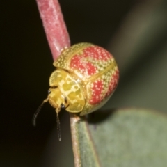 Paropsisterna fastidiosa (Eucalyptus leaf beetle) at Acton, ACT - 12 Nov 2022 by AlisonMilton