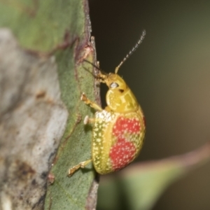 Paropsisterna fastidiosa at Acton, ACT - 12 Nov 2022