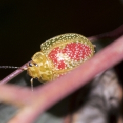 Paropsisterna fastidiosa at Acton, ACT - 12 Nov 2022