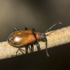 Ecnolagria grandis (Honeybrown beetle) at Acton, ACT - 12 Nov 2022 by AlisonMilton