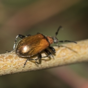 Ecnolagria grandis at Acton, ACT - 12 Nov 2022 04:30 PM