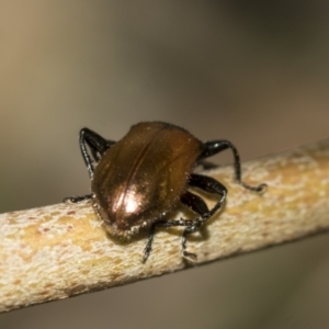 Ecnolagria grandis at Acton, ACT - 12 Nov 2022 04:30 PM